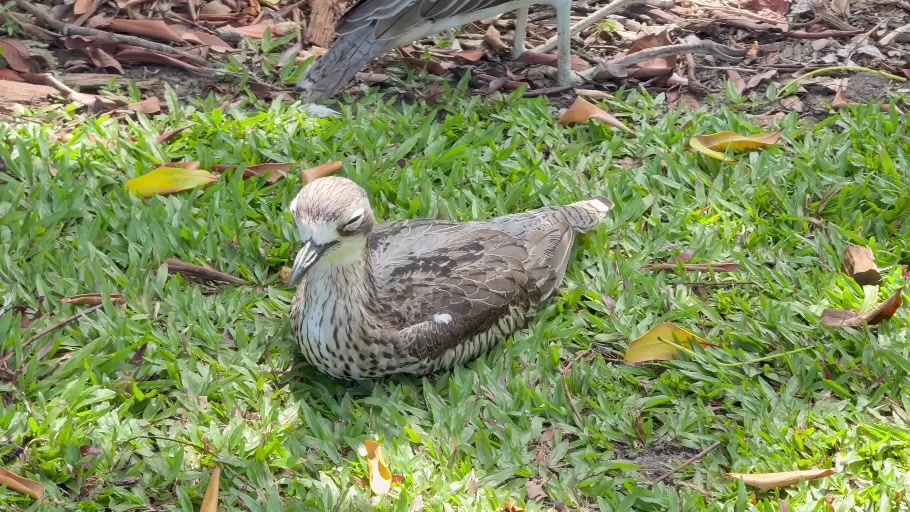 A resting bird on the grass