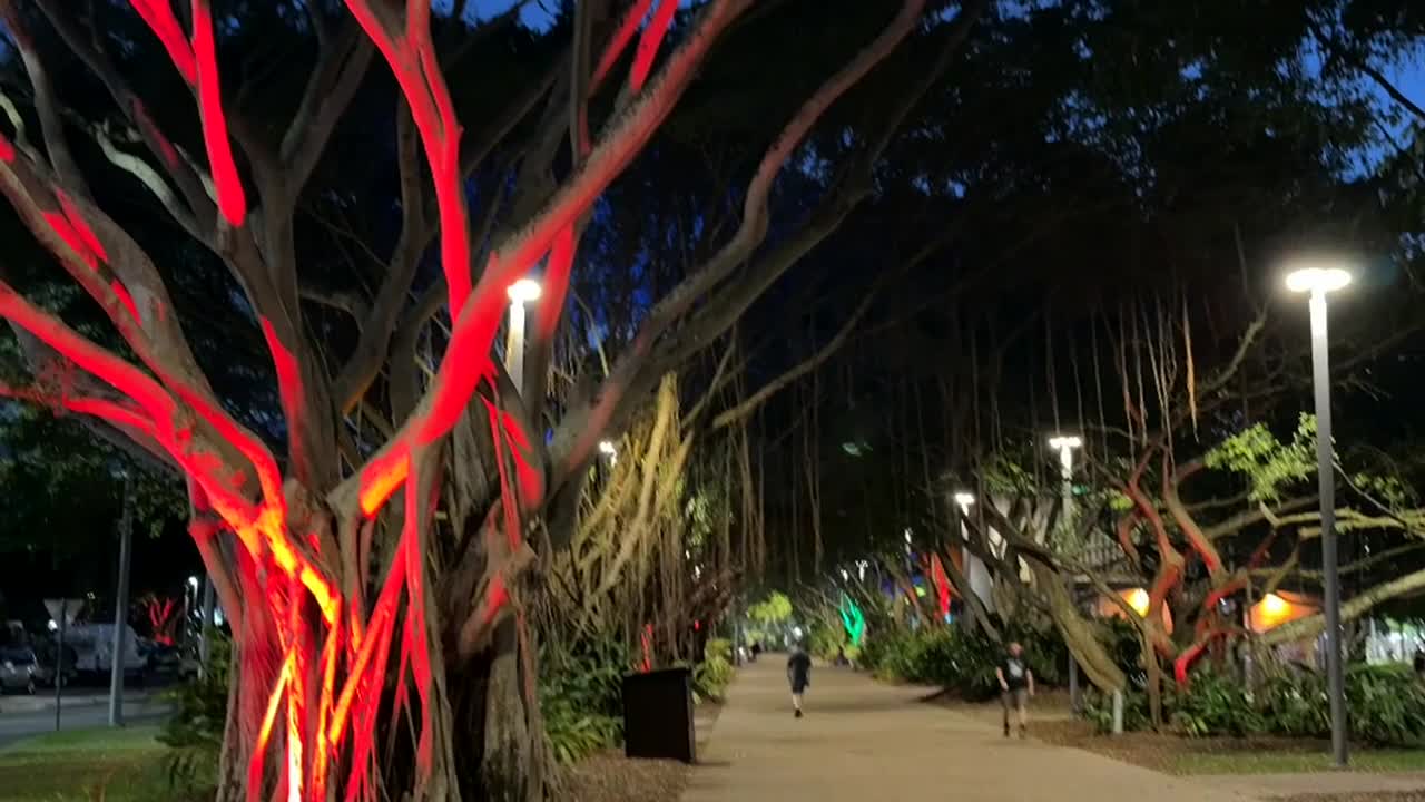 Evening lights in the trees