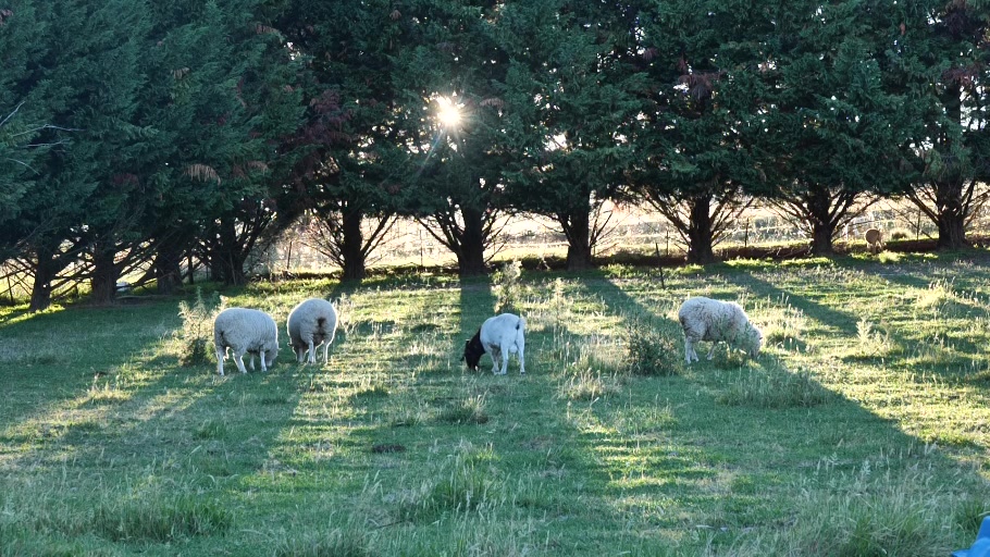 Sheep grazing beneath sunlit trees